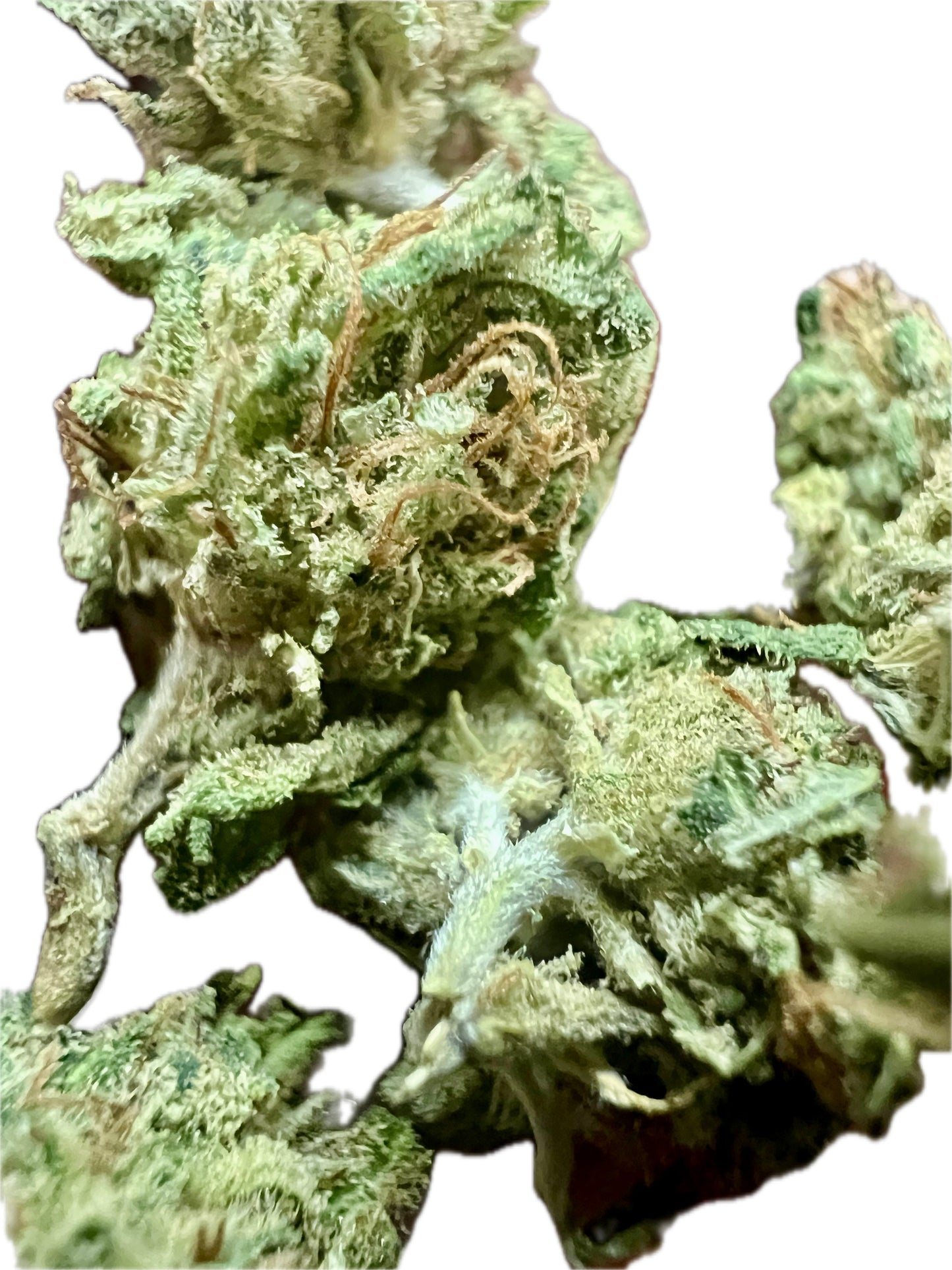 Ripkitty Sour Brûlée CBD Hemp Flowers