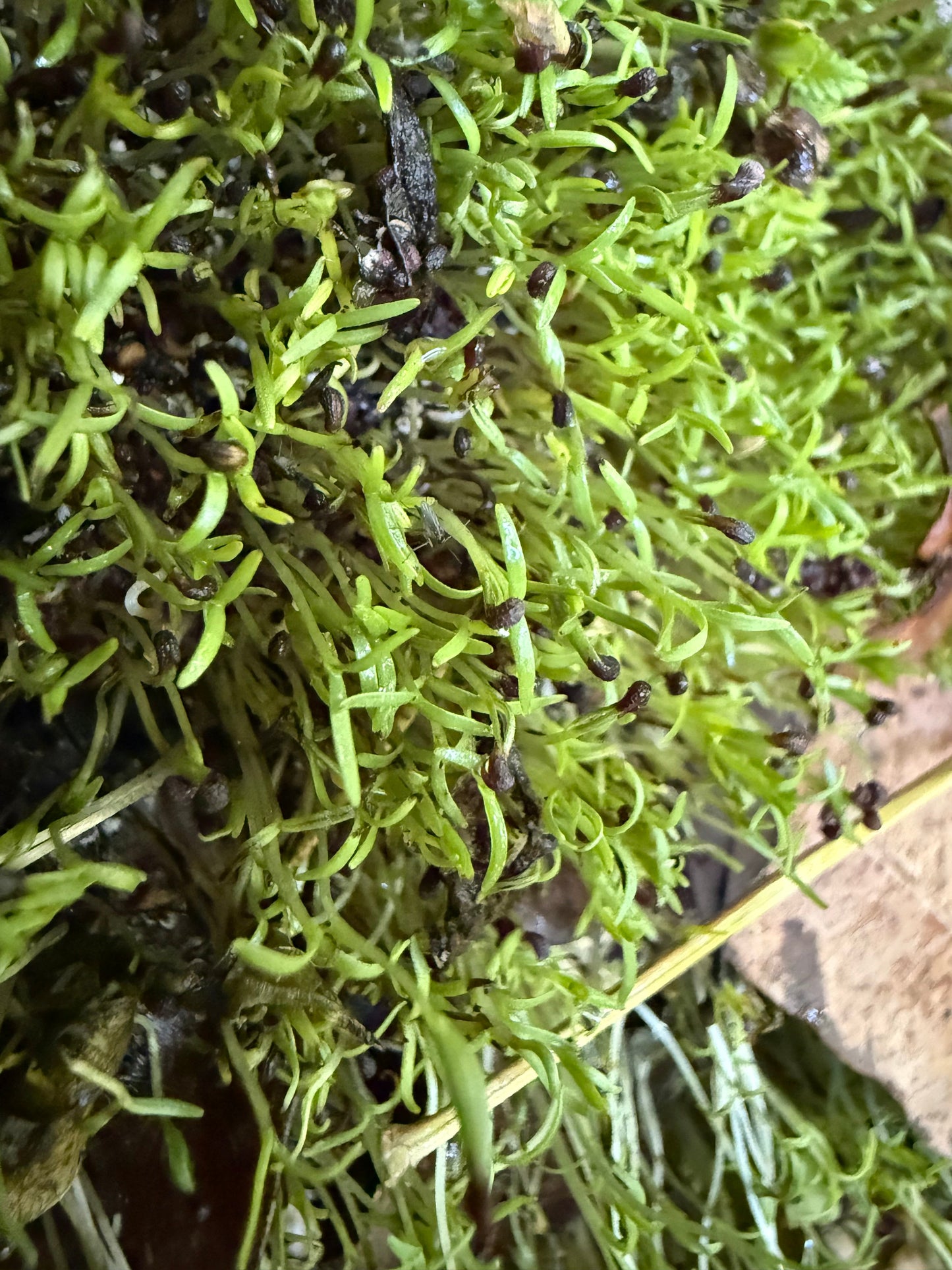 Ripkitty Premium Unwashed Untreated Unprocessed Raw Organic Natural Whole Papaver Somniferum Culinary Poppy Seeds