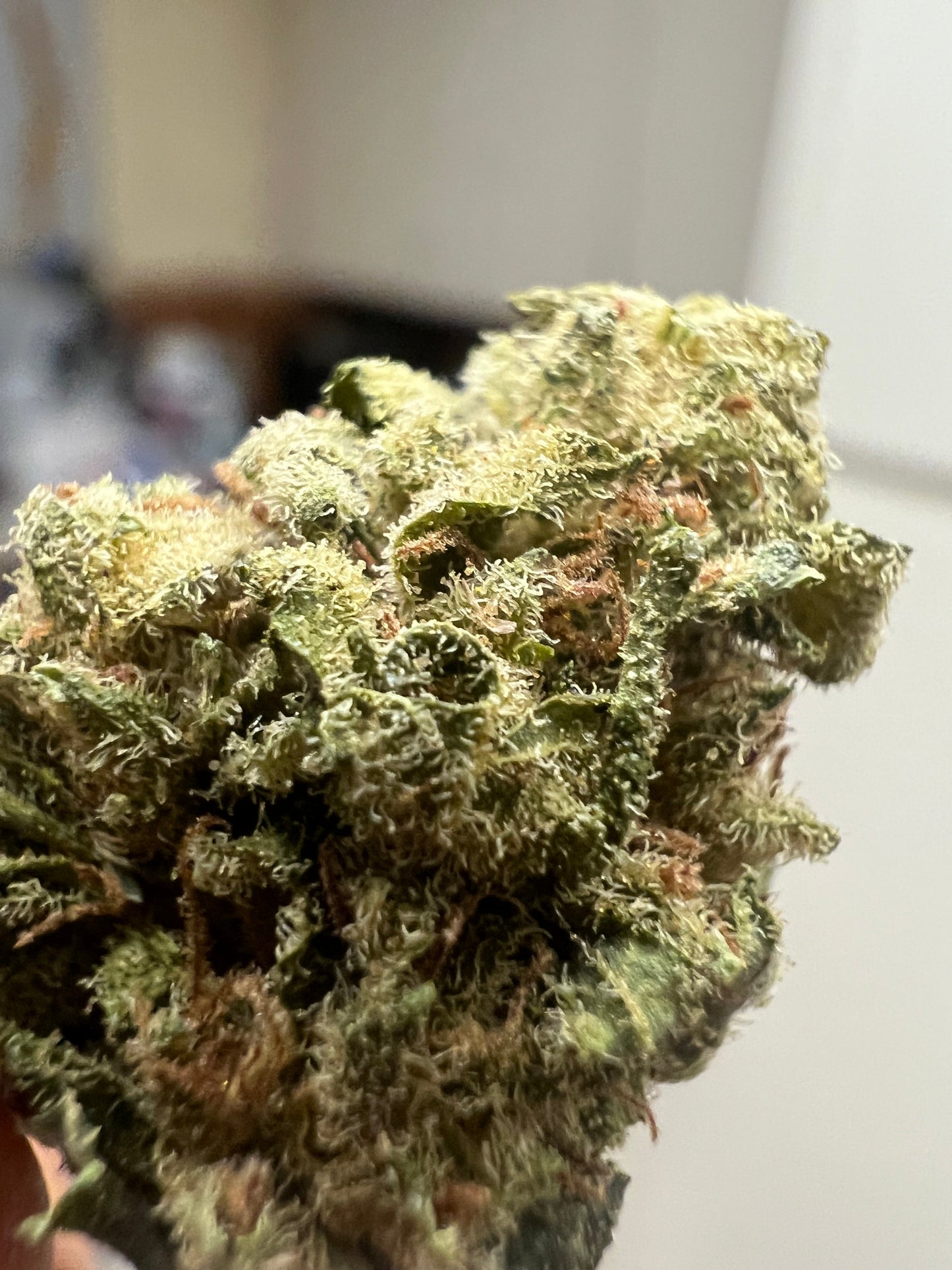 Ripkitty Suver Haze CBD Hemp Flowers