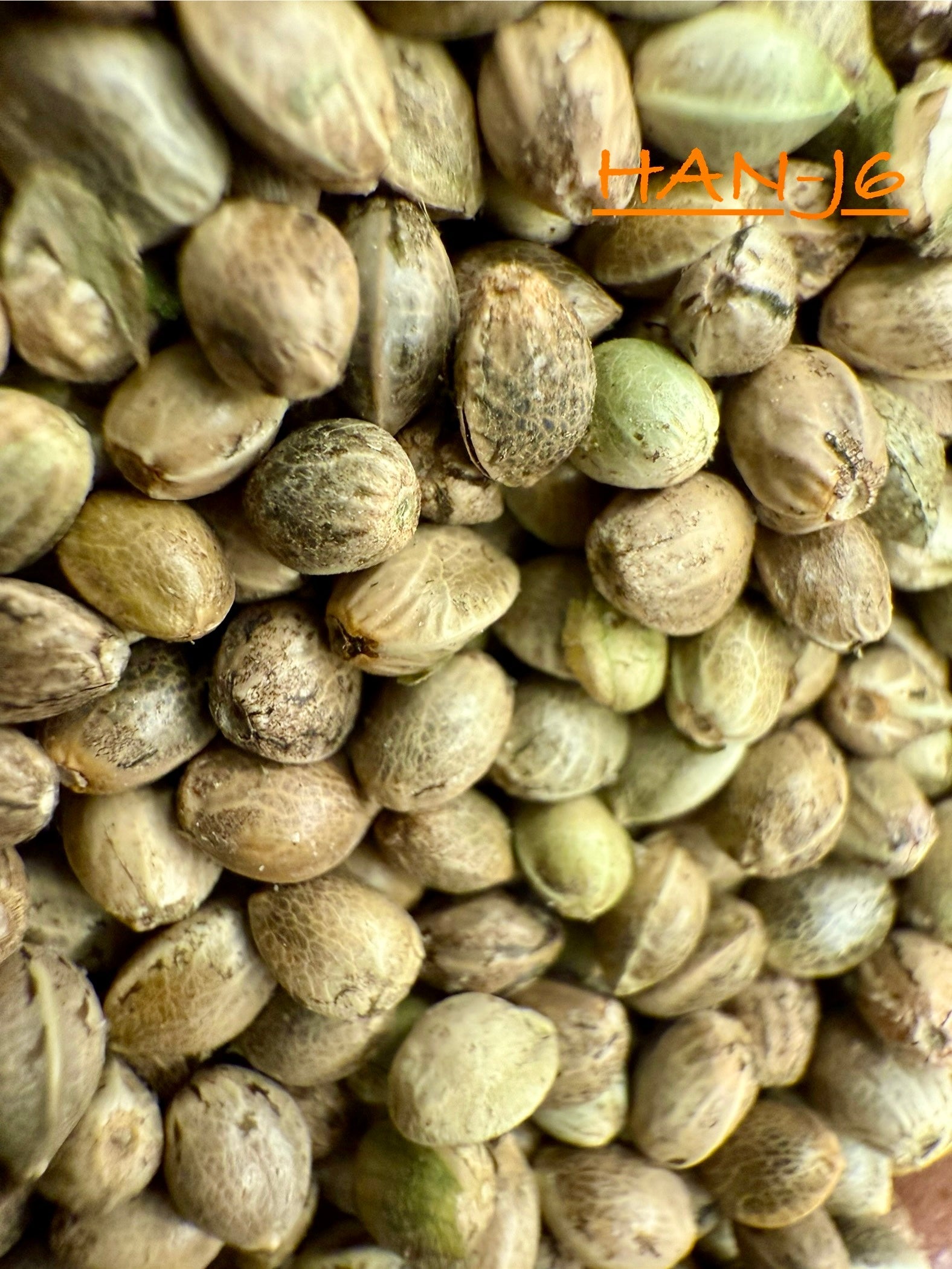 Ripkitty International & Domestic Live Raw Viable CBD Hemp Seeds Sold in Bulk & Single Amounts for Agriculture, Poultry, Equine Feeding, & Livestock