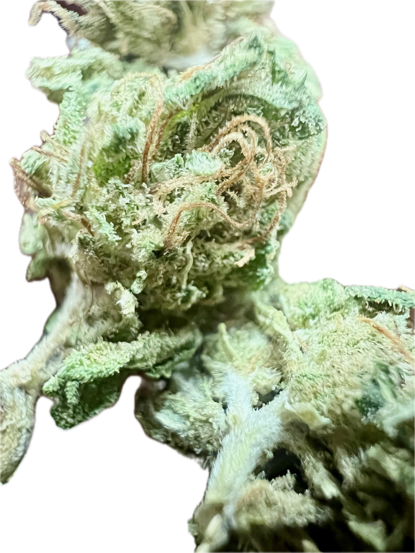 Ripkitty Sour Brûlée CBD Hemp Flowers