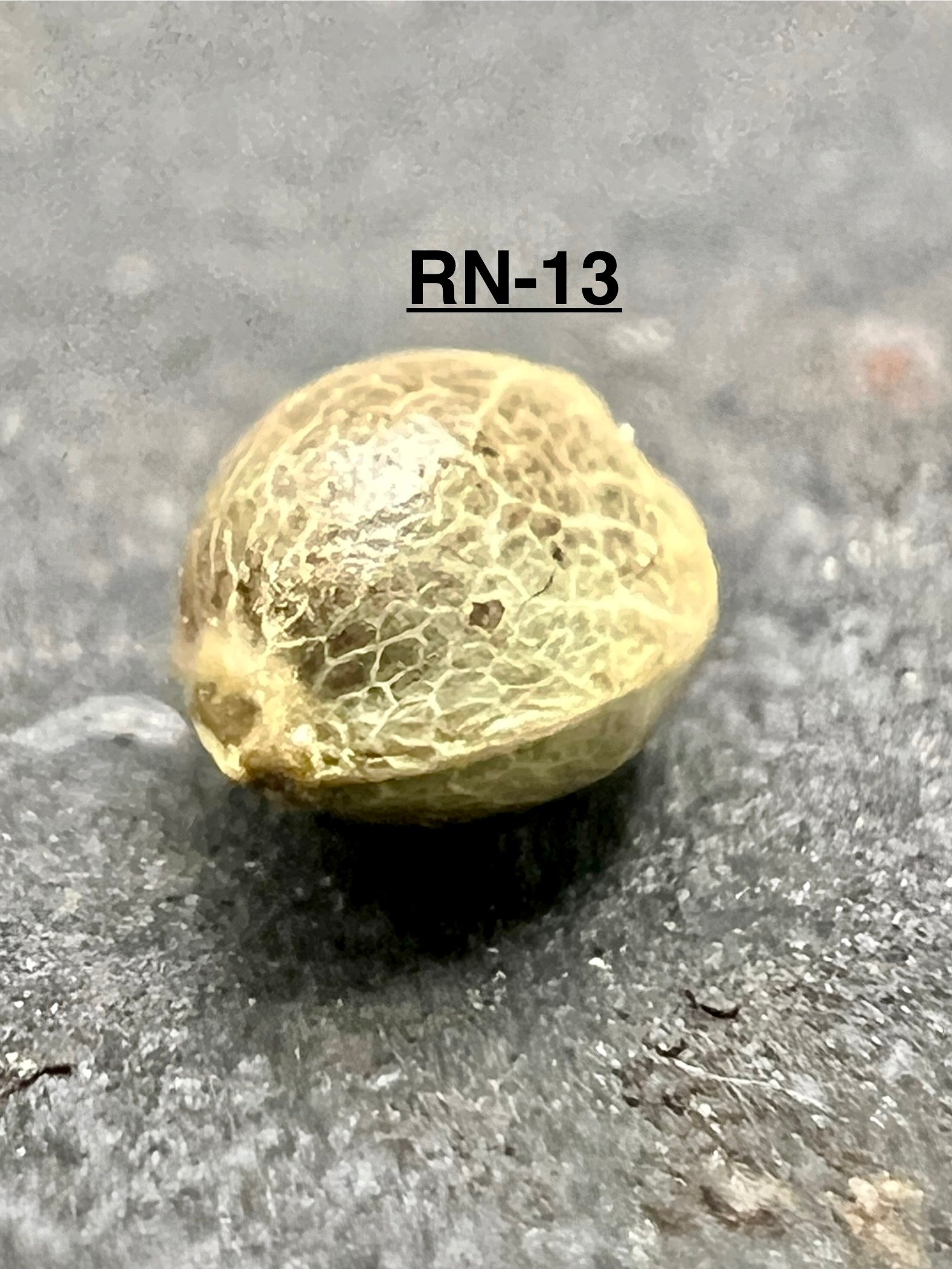 Ripkitty International & Domestic Live Raw Viable CBD Hemp Seeds Sold in Bulk & Single Amounts for Agriculture, Poultry, Equine Feeding, & Livestock