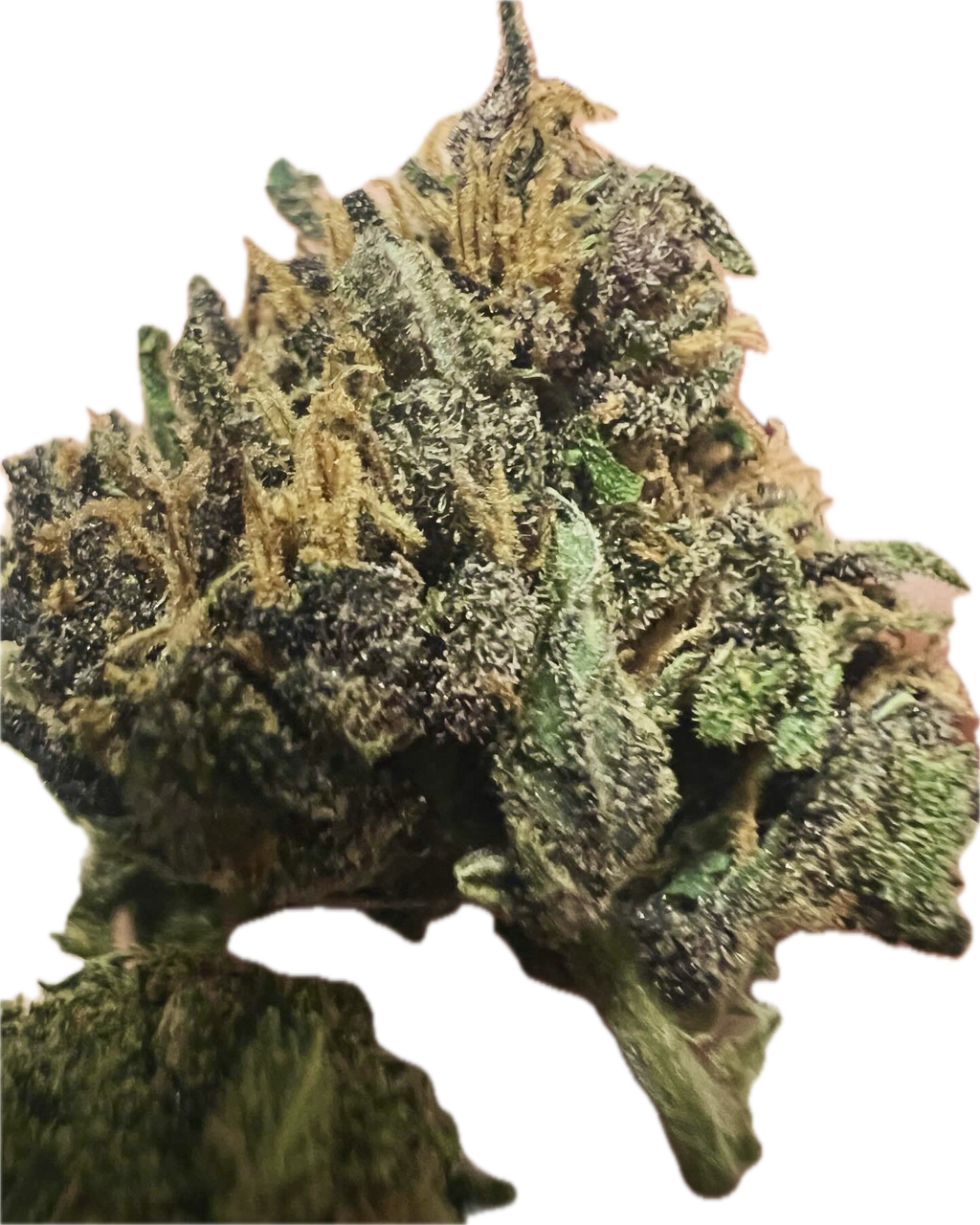 Ripkitty Pink Panther CBD Hemp Flowers