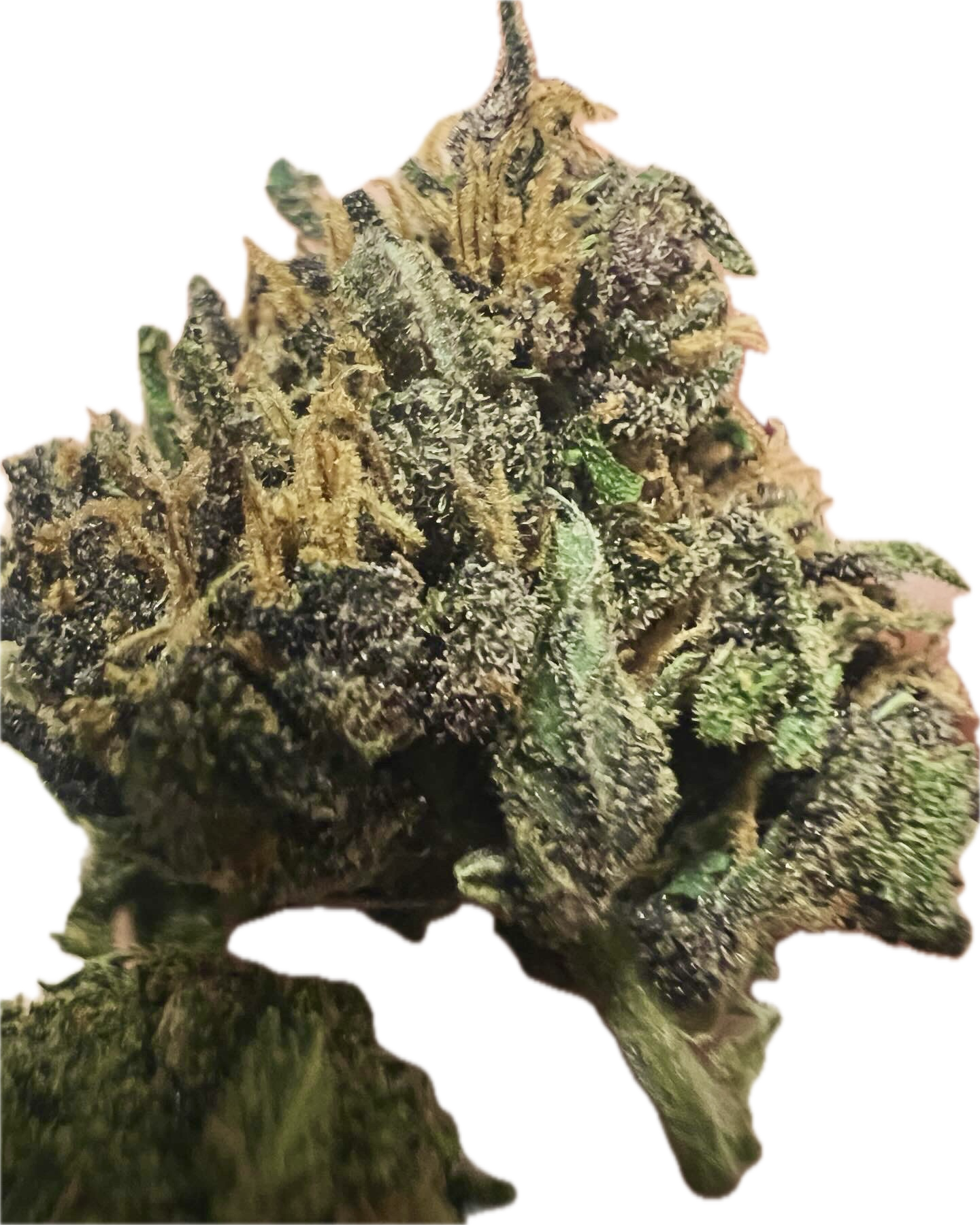 Ripkitty Pink Panther CBD Hemp Flowers