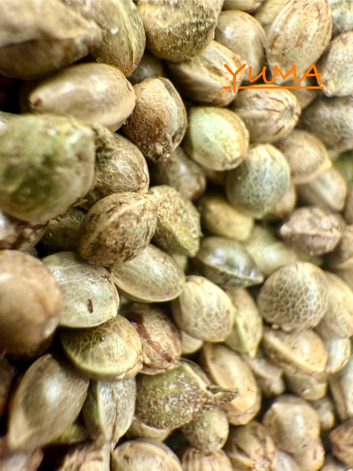 Ripkitty International & Domestic Live Raw Viable Hemp Seeds Sold in Bulk & Single Amounts for Agriculture, Poultry, Equine Feeding, & Livestock
