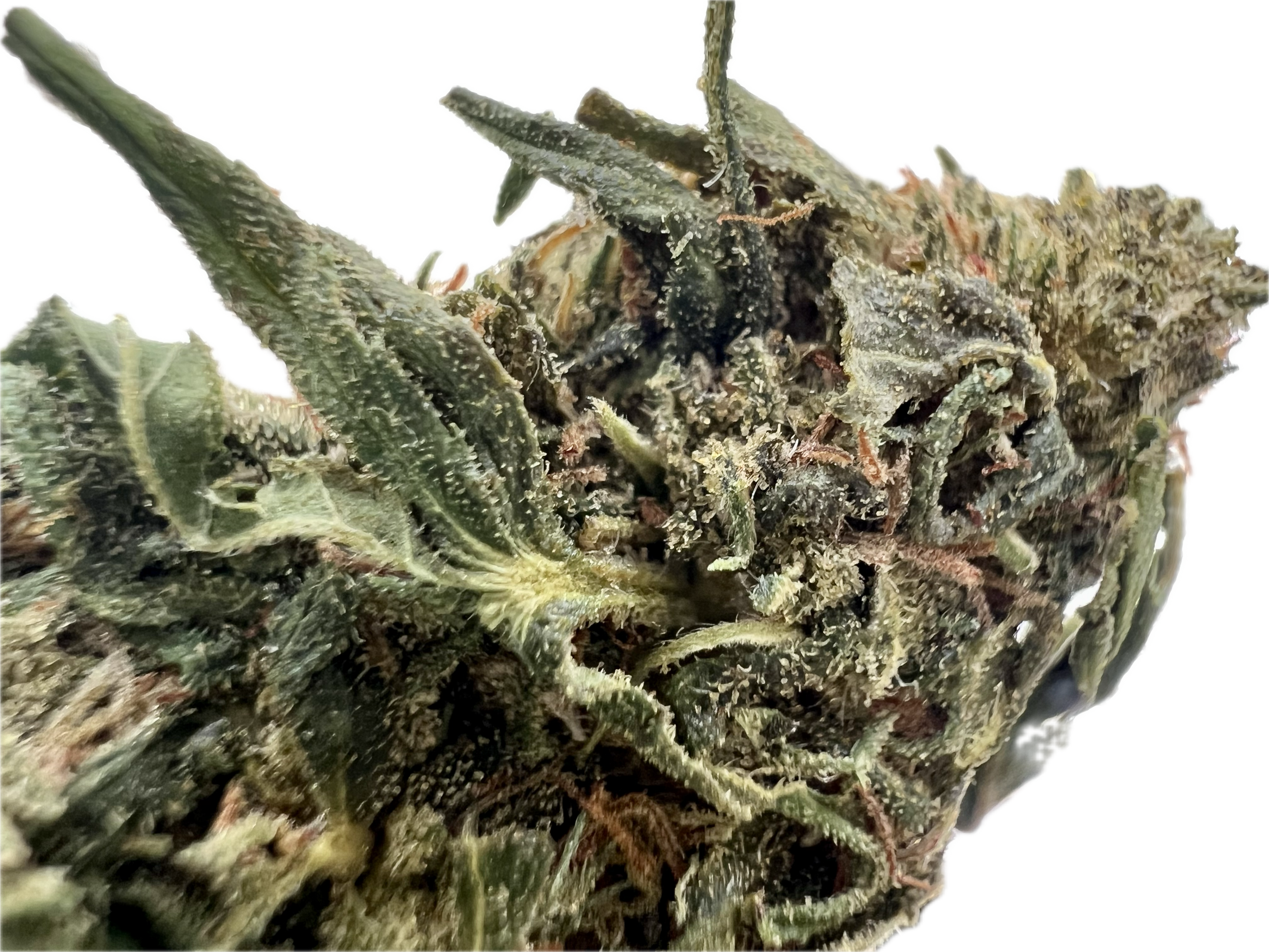 Ripkitty Forbidden V CBD Hemp Flowers