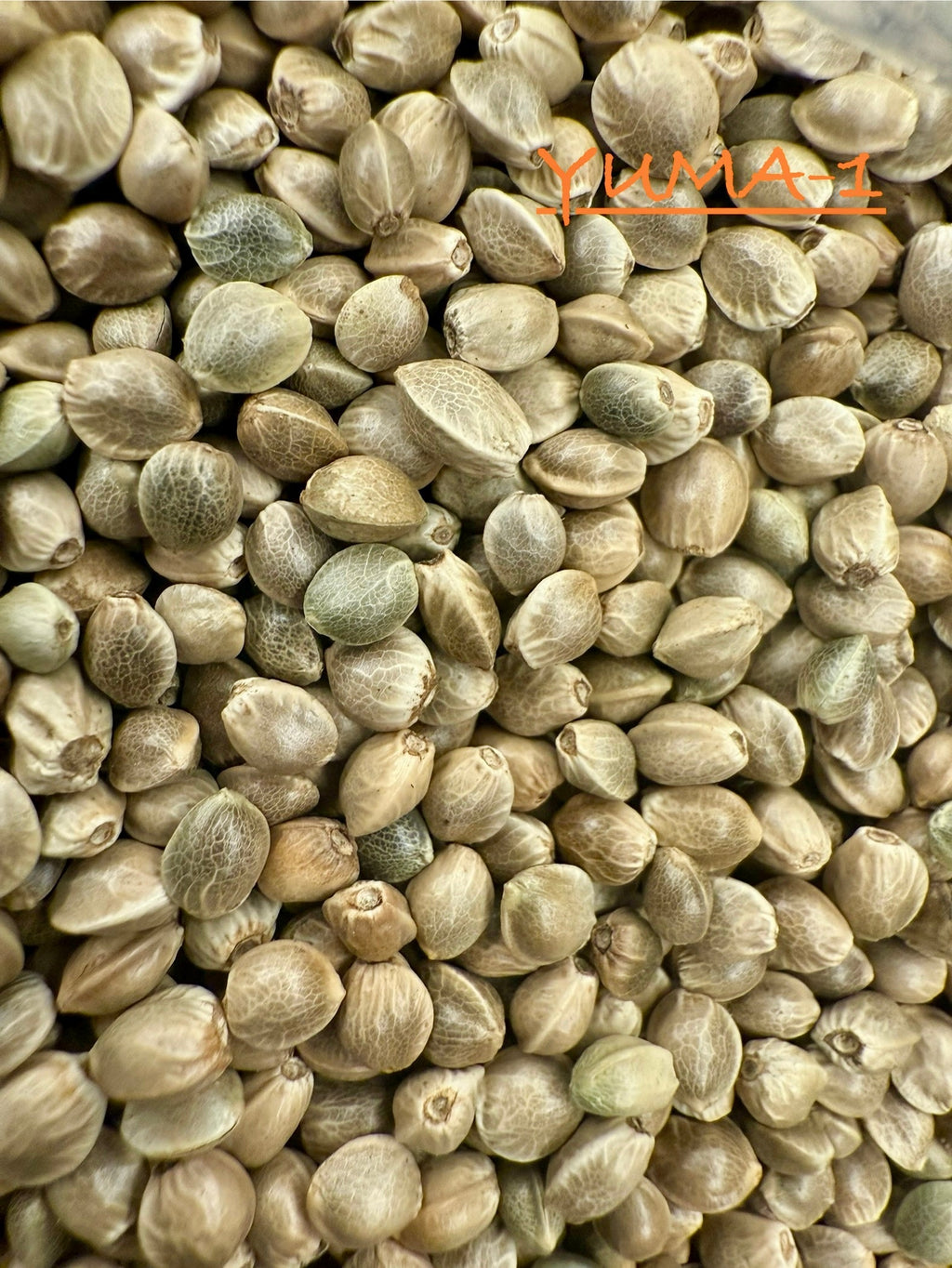 Ripkitty International & Domestic Live Raw Viable CBD Hemp Seeds Sold in Bulk & Single Amounts for Agriculture, Poultry, Equine Feeding, & Livestock