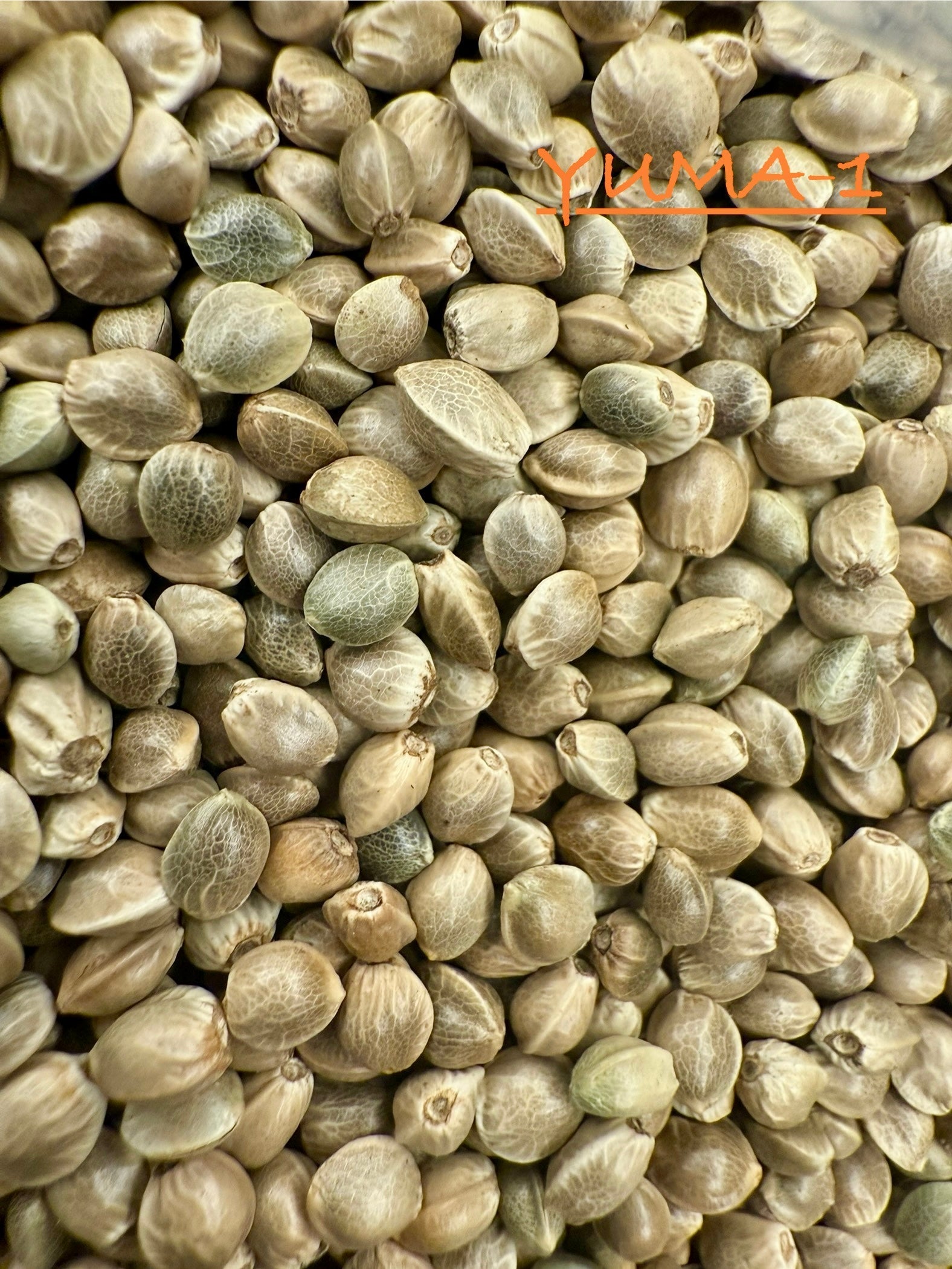 Ripkitty International & Domestic Live Raw Viable CBD Hemp Seeds Sold in Bulk & Single Amounts for Agriculture, Poultry, Equine Feeding, & Livestock