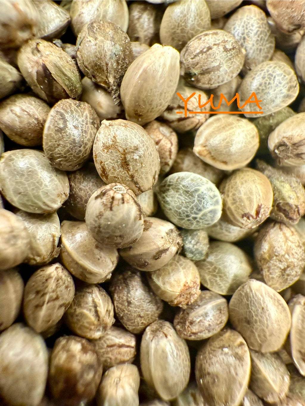 Ripkitty International & Domestic Live Raw Viable CBD Hemp Seeds Sold in Bulk & Single Amounts for Agriculture, Poultry, Equine Feeding, & Livestock