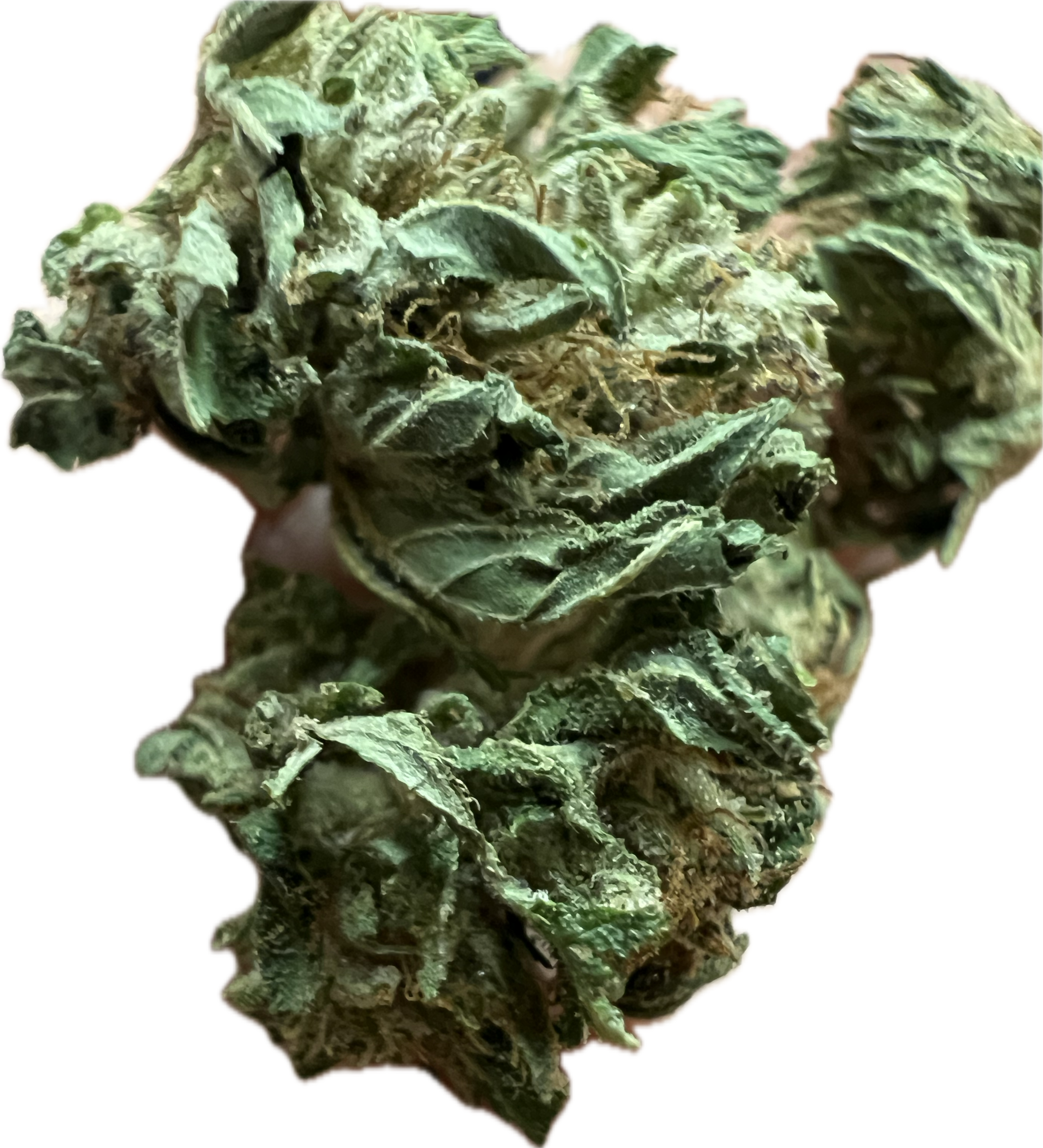 Ripkitty Bubba Kush 59 CBD Hemp Flowers