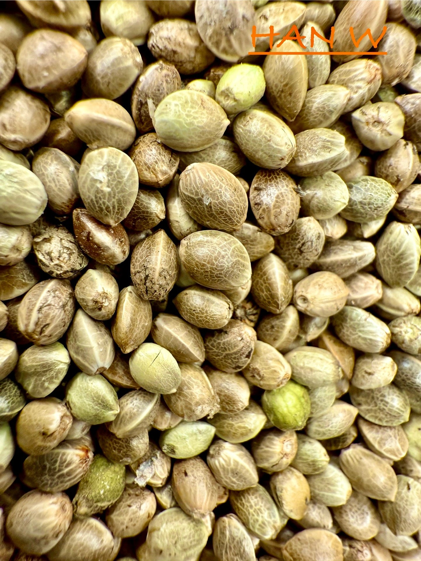Ripkitty International & Domestic Live Raw Viable CBD Hemp Seeds Sold in Bulk & Single Amounts for Agriculture, Poultry, Equine Feeding, & Livestock
