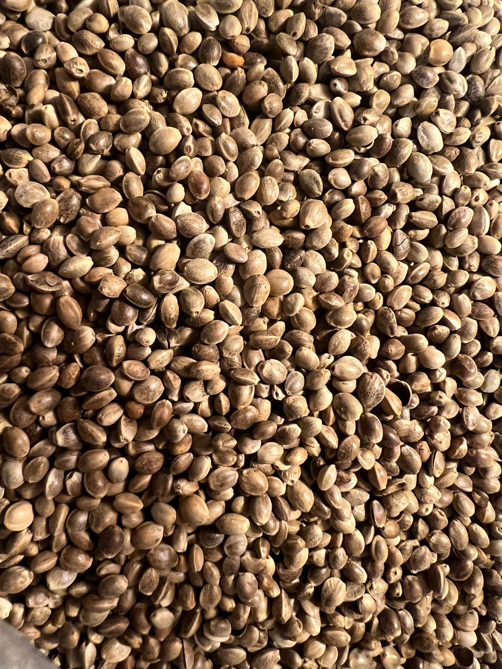 Ripkitty Premium Toasted Organic Hemp Seeds