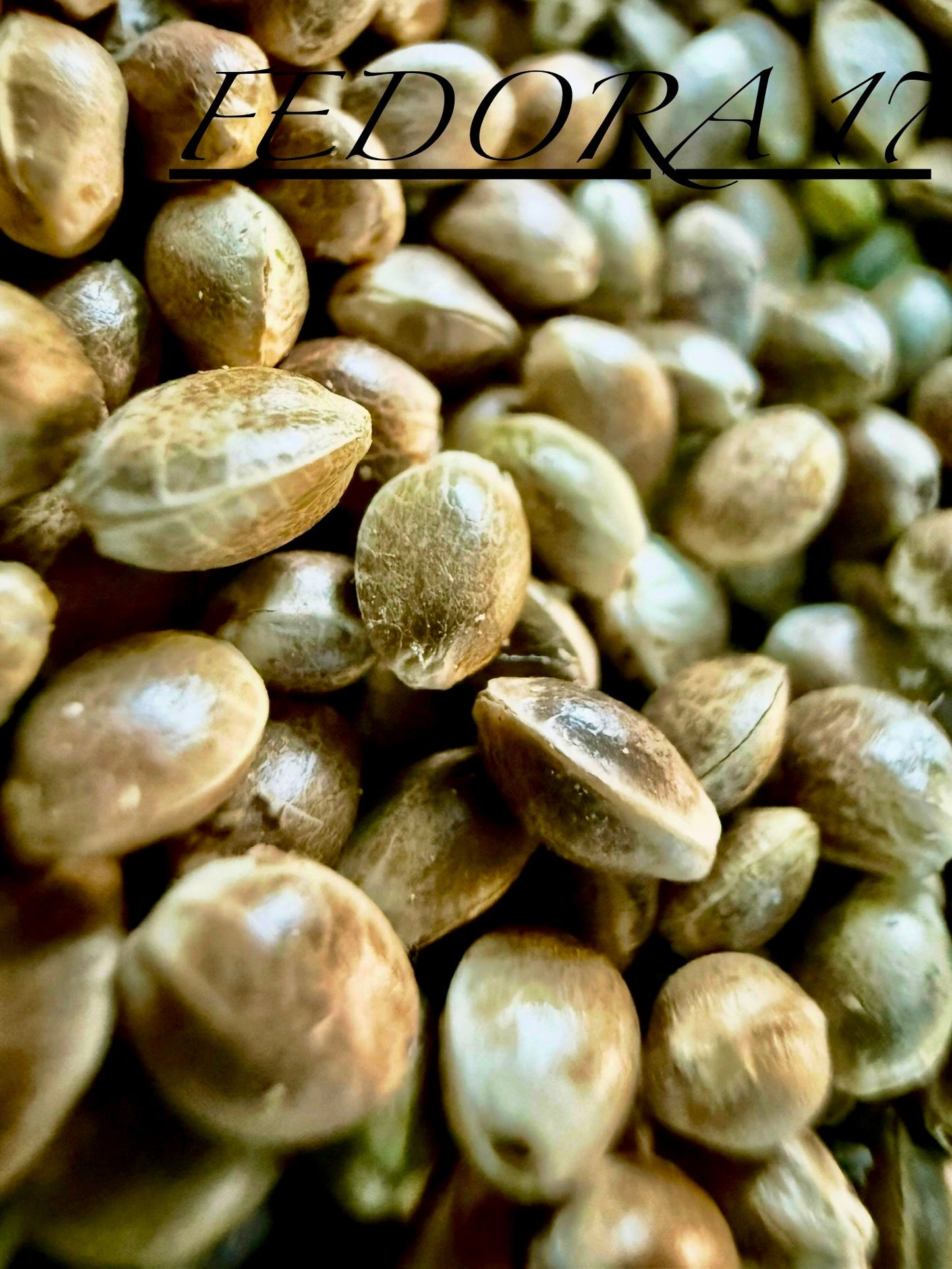 Ripkitty International & Domestic Live Raw Viable Hemp Seeds Sold in Bulk & Single Amounts for Agriculture, Poultry, Equine Feeding, & Livestock