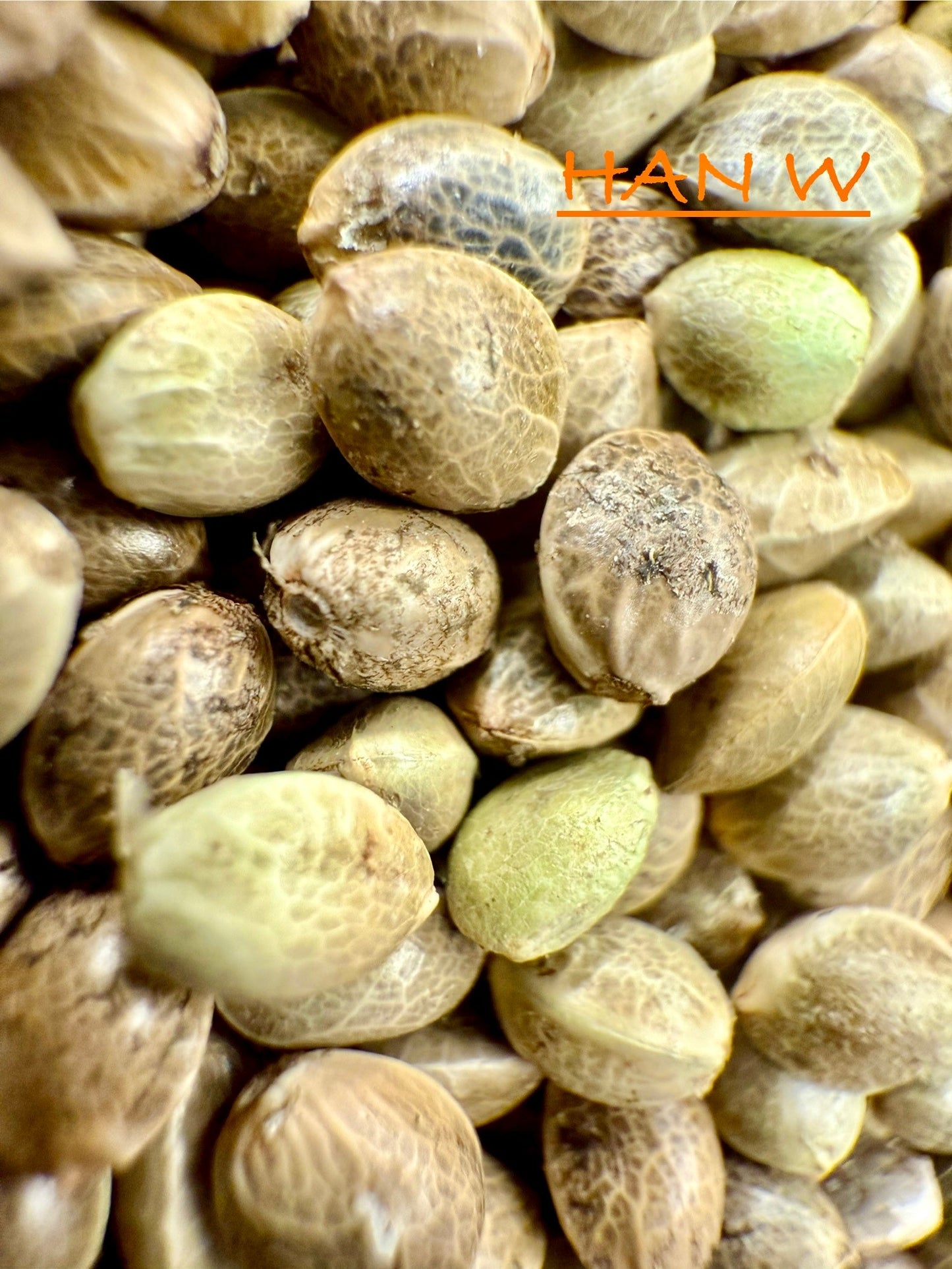 Ripkitty International & Domestic Live Raw Viable CBD Hemp Seeds Sold in Bulk & Single Amounts for Agriculture, Poultry, Equine Feeding, & Livestock