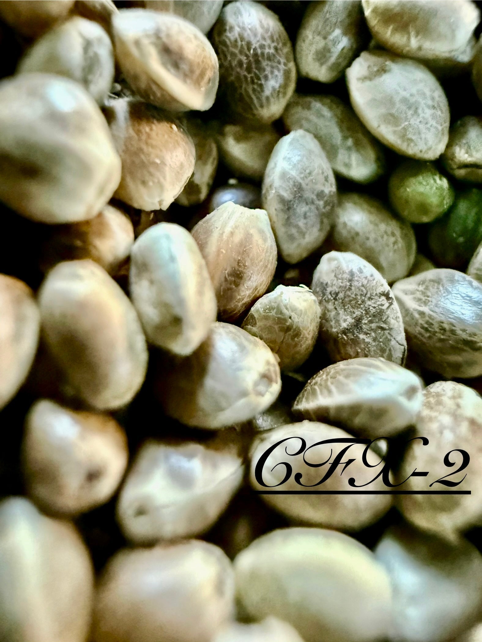 Ripkitty International & Domestic Live Raw Viable CBD Hemp Seeds Sold in Bulk & Single Amounts for Agriculture, Poultry, Equine Feeding, & Livestock