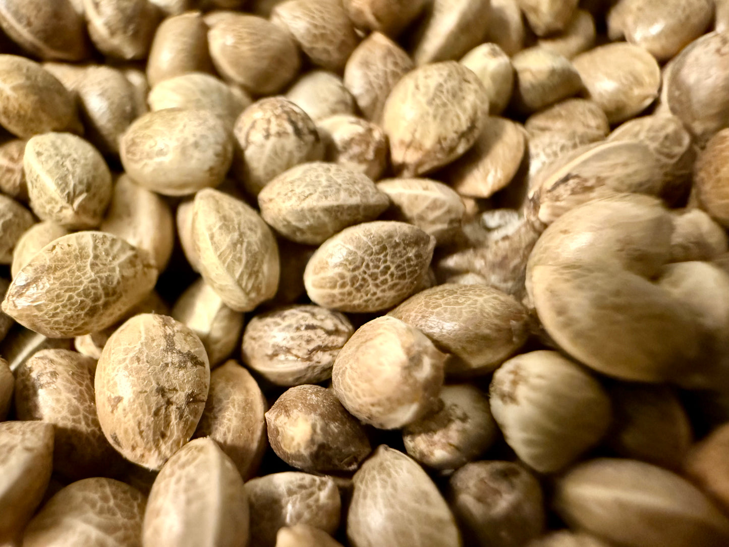 Ripkitty Premium Organic Whole Live Raw Viable Hemp Seeds