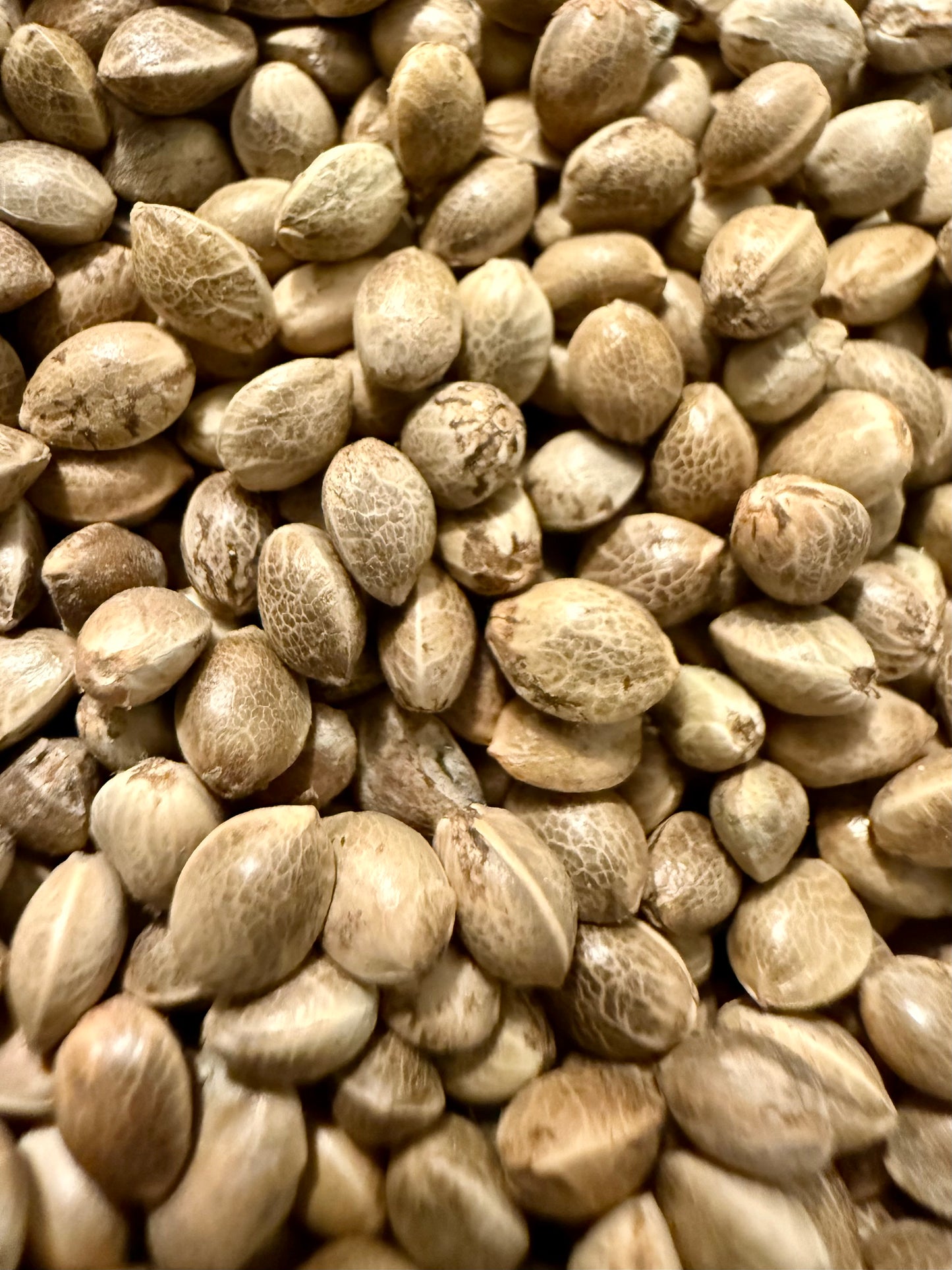 Ripkitty Premium Organic Whole Live Raw Viable Hemp Seeds