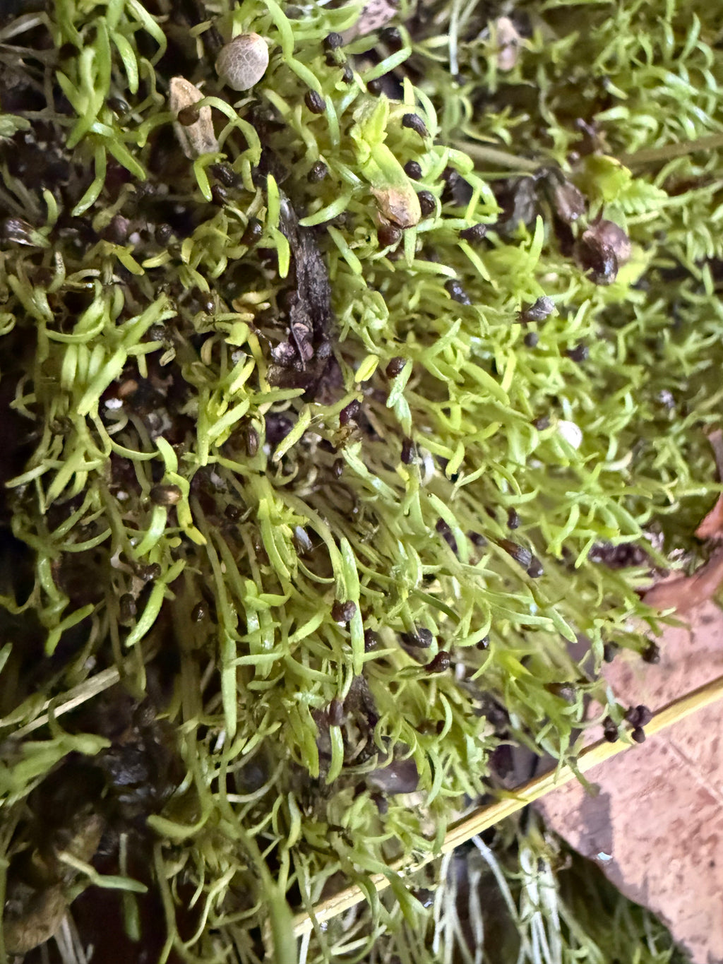 Ripkitty Premium Unwashed Untreated Unprocessed Raw Organic Natural Whole Papaver Somniferum Culinary Poppy Seeds