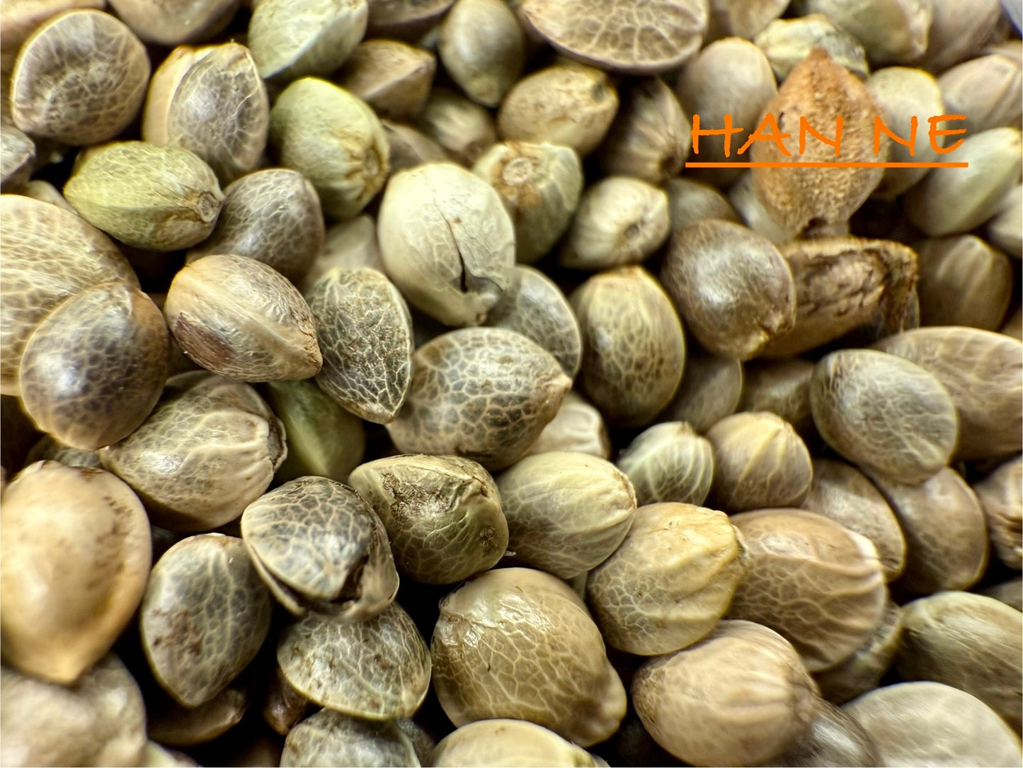 Ripkitty International & Domestic Live Raw Viable Hemp Seeds Sold in Bulk & Single Amounts for Agriculture, Poultry, Equine Feeding, & Livestock