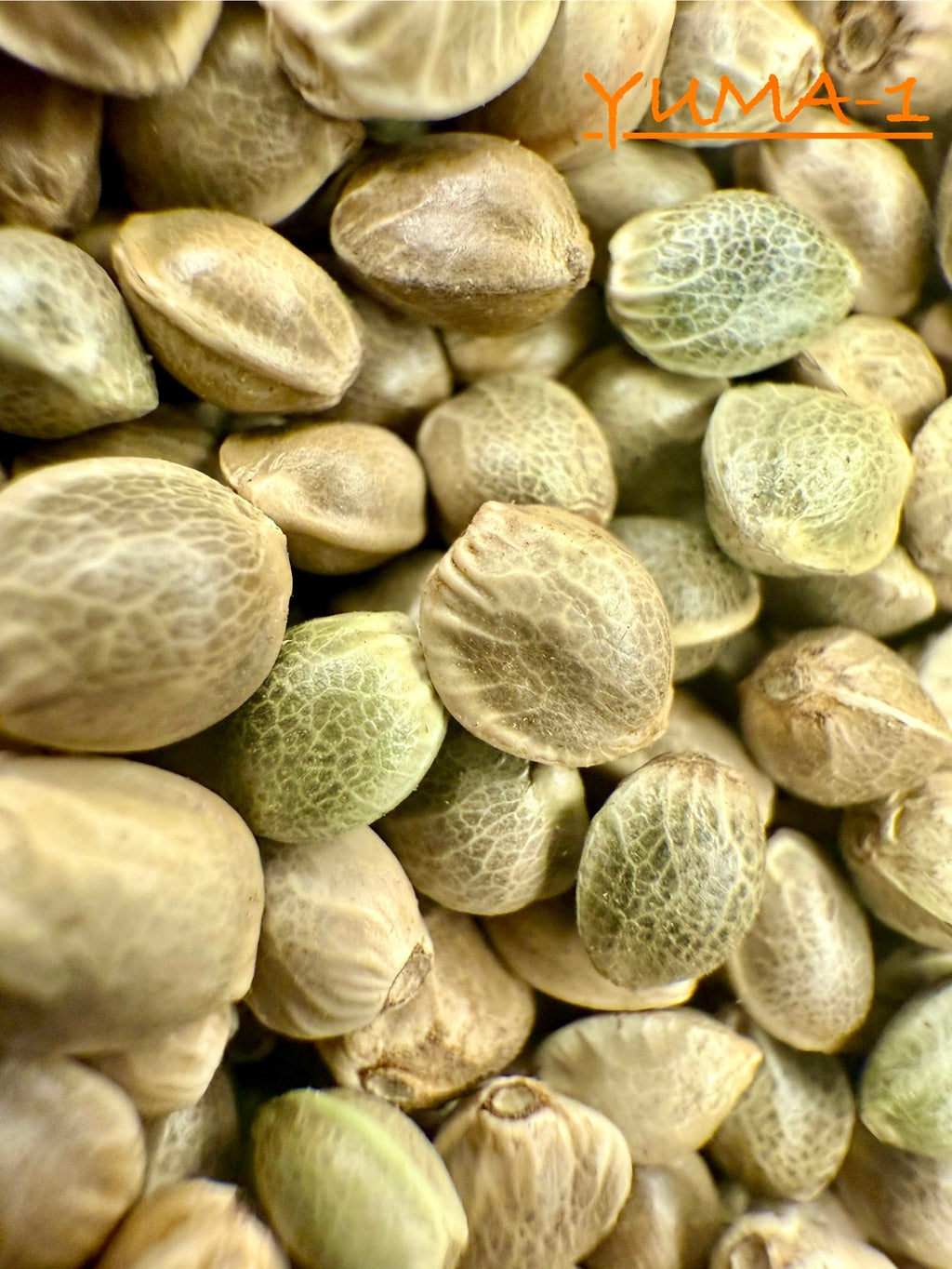 Ripkitty International & Domestic Live Raw Viable CBD Hemp Seeds Sold in Bulk & Single Amounts for Agriculture, Poultry, Equine Feeding, & Livestock