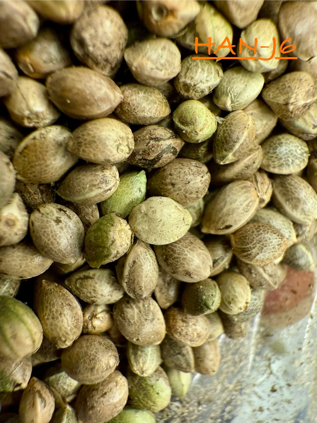 Ripkitty International & Domestic Live Raw Viable Hemp Seeds Sold in Bulk & Single Amounts for Agriculture, Poultry, Equine Feeding, & Livestock