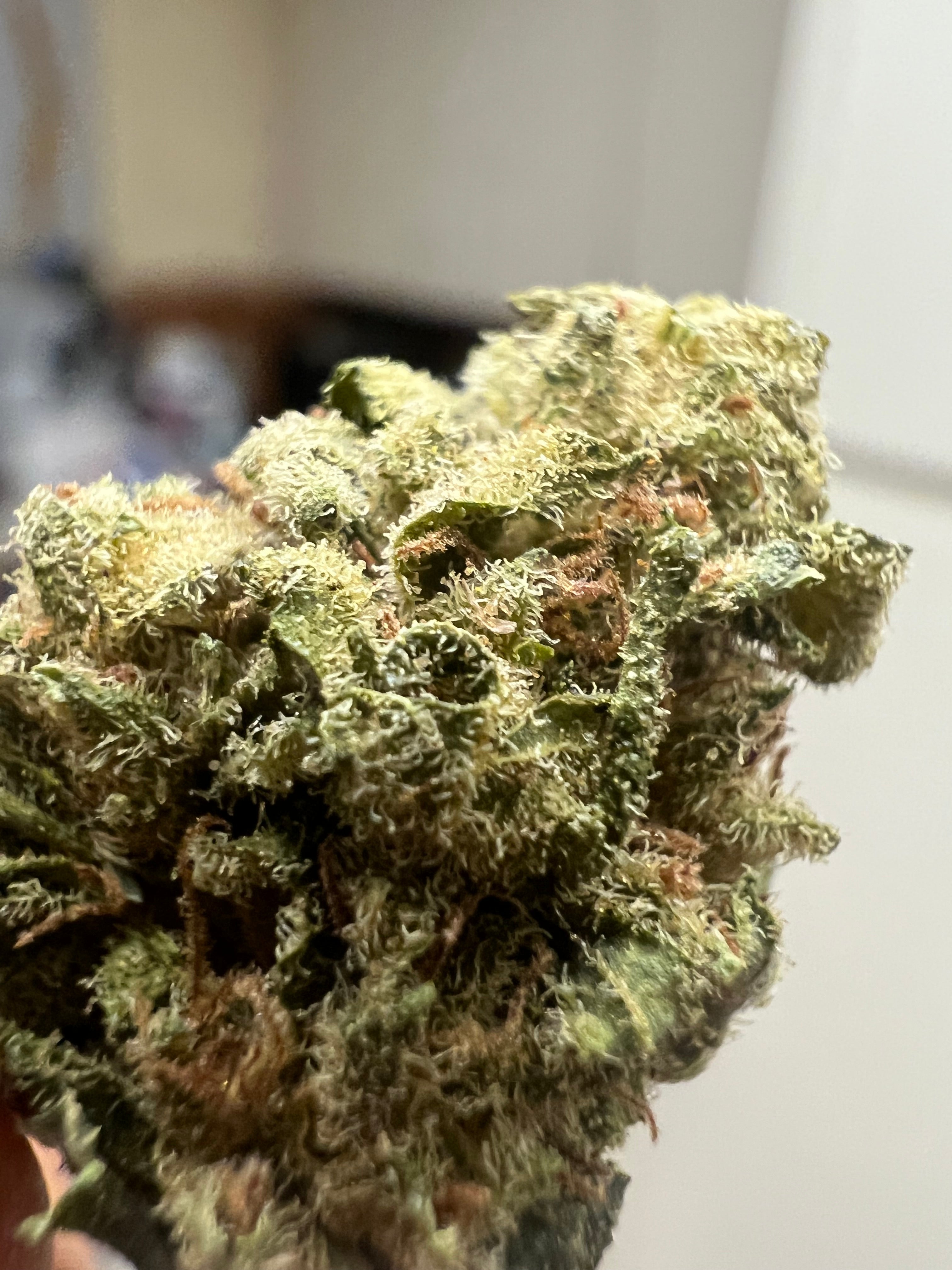 Ripkitty Suver Haze CBD Hemp Flowers