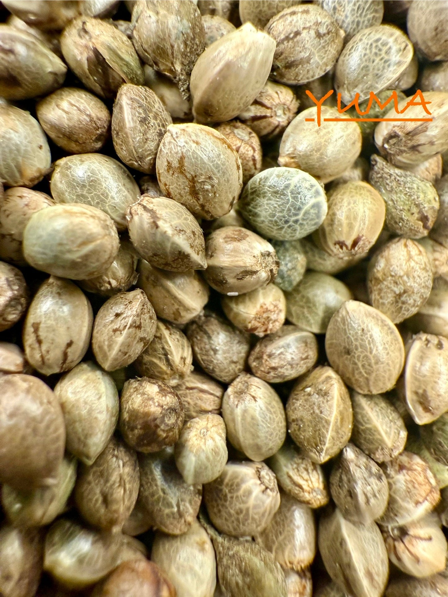 Ripkitty International & Domestic Live Raw Viable Hemp Seeds Sold in Bulk & Single Amounts for Agriculture, Poultry, Equine Feeding, & Livestock