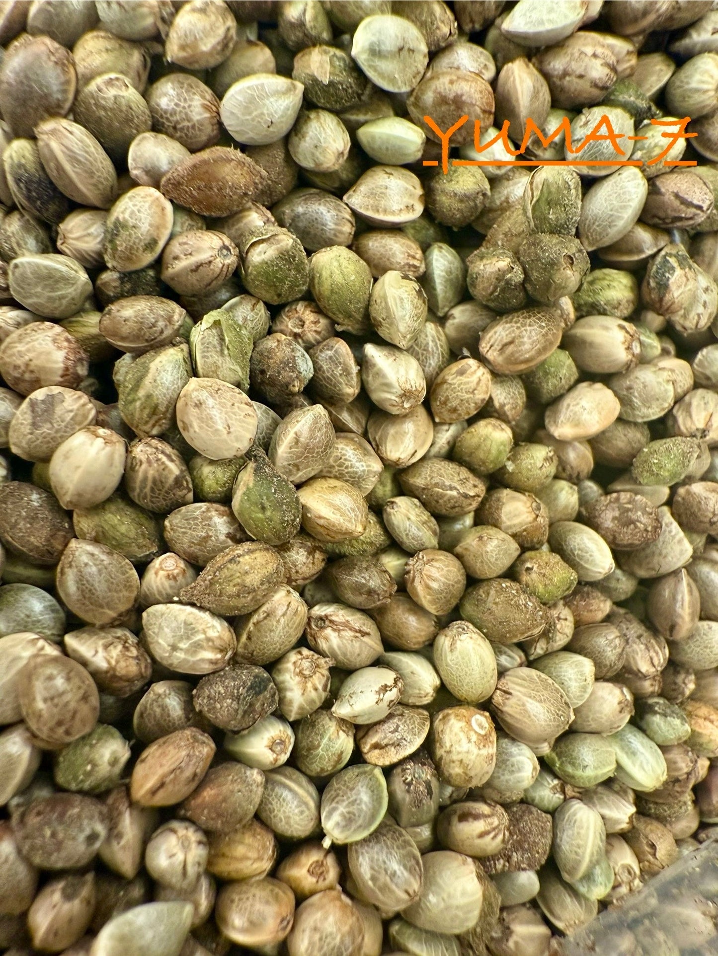Ripkitty International & Domestic Live Raw Viable CBD Hemp Seeds Sold in Bulk & Single Amounts for Agriculture, Poultry, Equine Feeding, & Livestock
