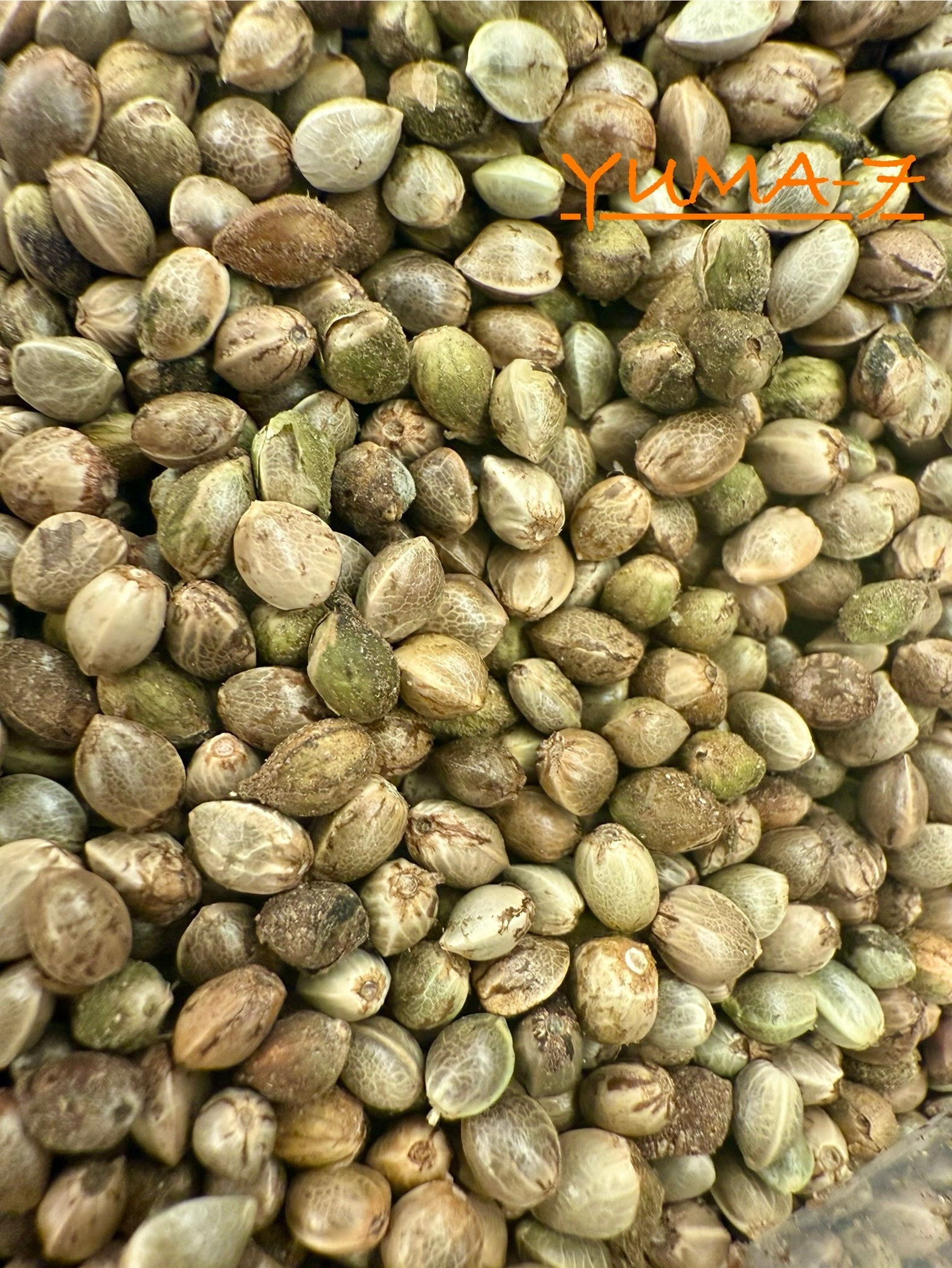 Ripkitty International & Domestic Live Raw Viable CBD Hemp Seeds Sold in Bulk & Single Amounts for Agriculture, Poultry, Equine Feeding, & Livestock