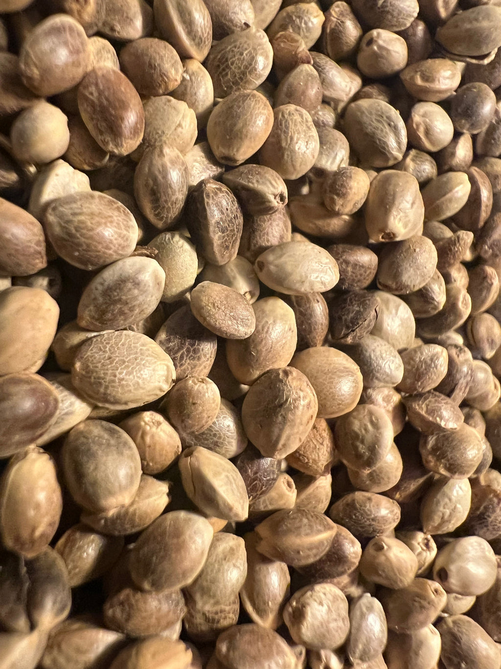 Ripkitty Premium Toasted Organic Hemp Seeds