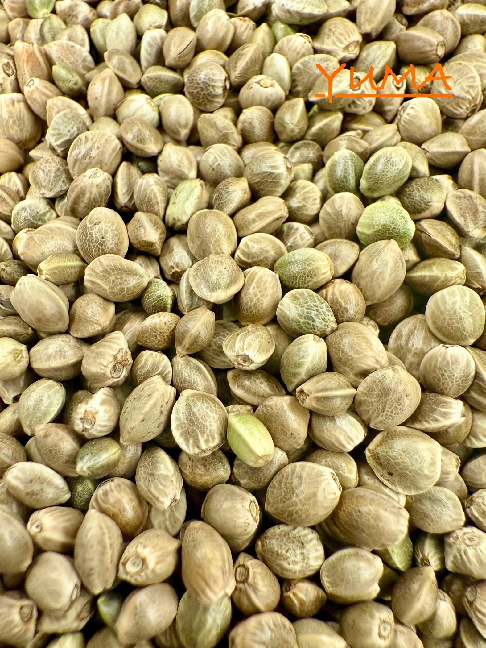 Ripkitty International & Domestic Live Raw Viable Hemp Seeds Sold in Bulk & Single Amounts for Agriculture, Poultry, Equine Feeding, & Livestock