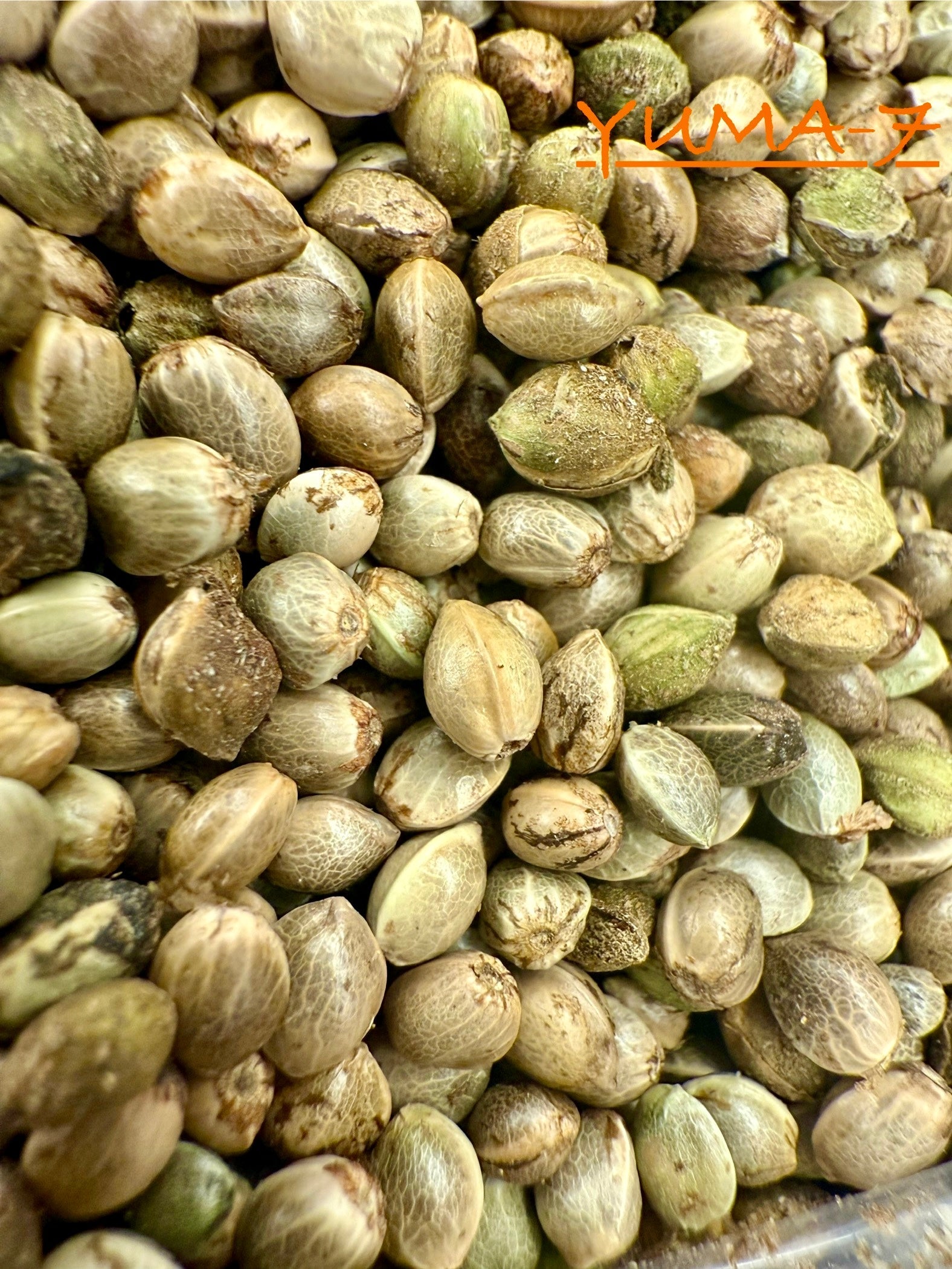 Ripkitty International & Domestic Live Raw Viable CBD Hemp Seeds Sold in Bulk & Single Amounts for Agriculture, Poultry, Equine Feeding, & Livestock