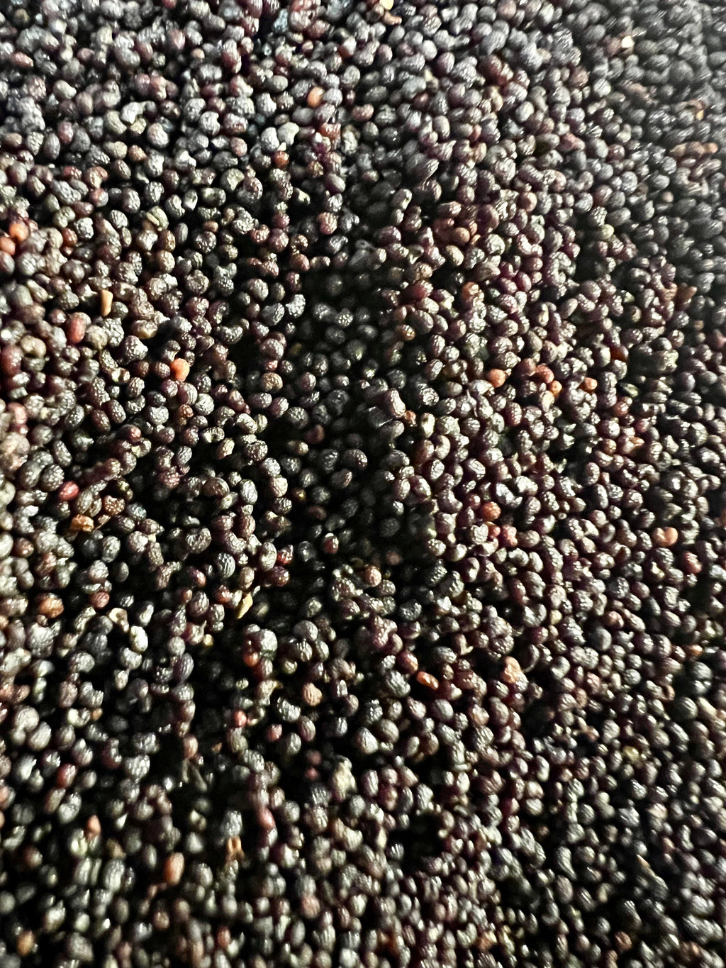 Ripkitty Premium Unwashed Untreated Unprocessed Raw Organic Natural Whole Papaver Somniferum Culinary Poppy Seeds