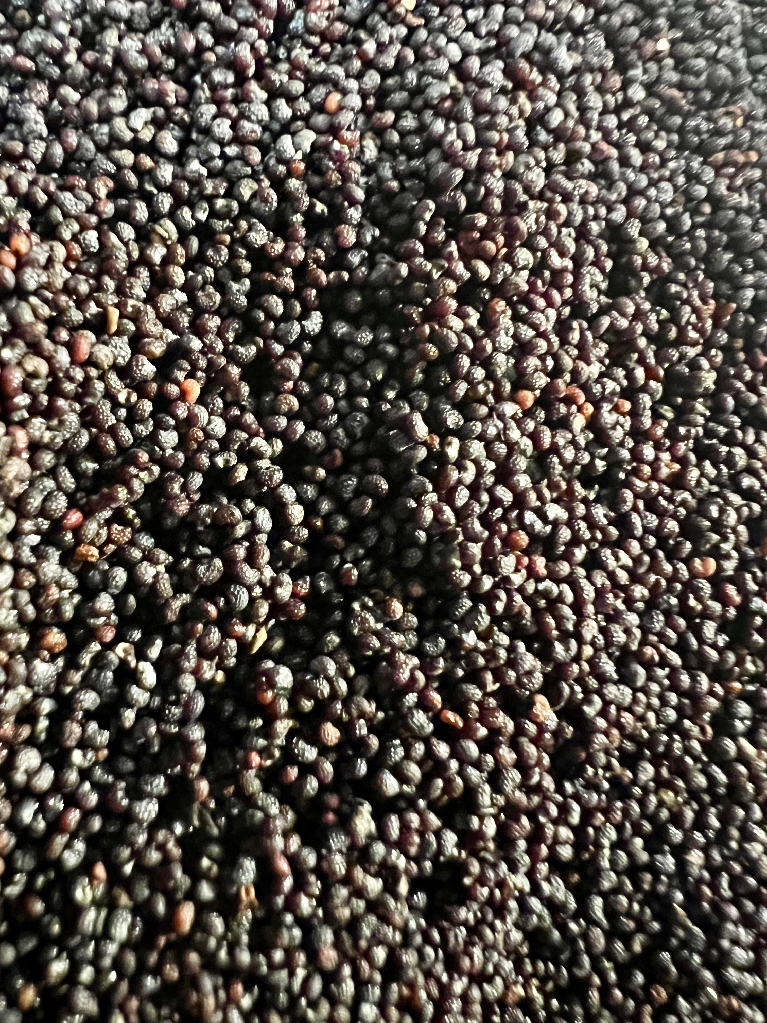 Ripkitty Premium Unwashed Untreated Unprocessed Raw Organic Natural Whole Papaver Somniferum Culinary Poppy Seeds