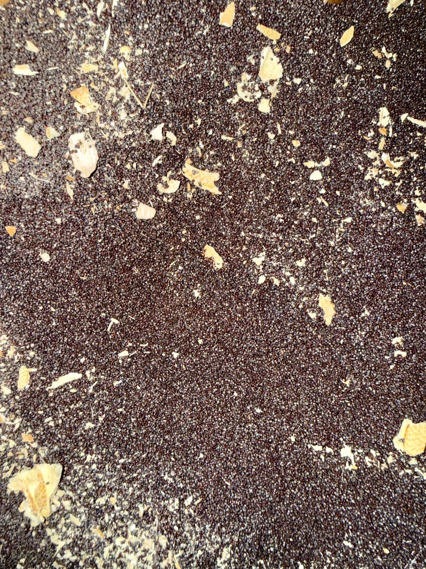 Ripkitty Premium Unwashed Untreated Unprocessed Raw Organic Natural Whole Papaver Somniferum Culinary Poppy Seeds