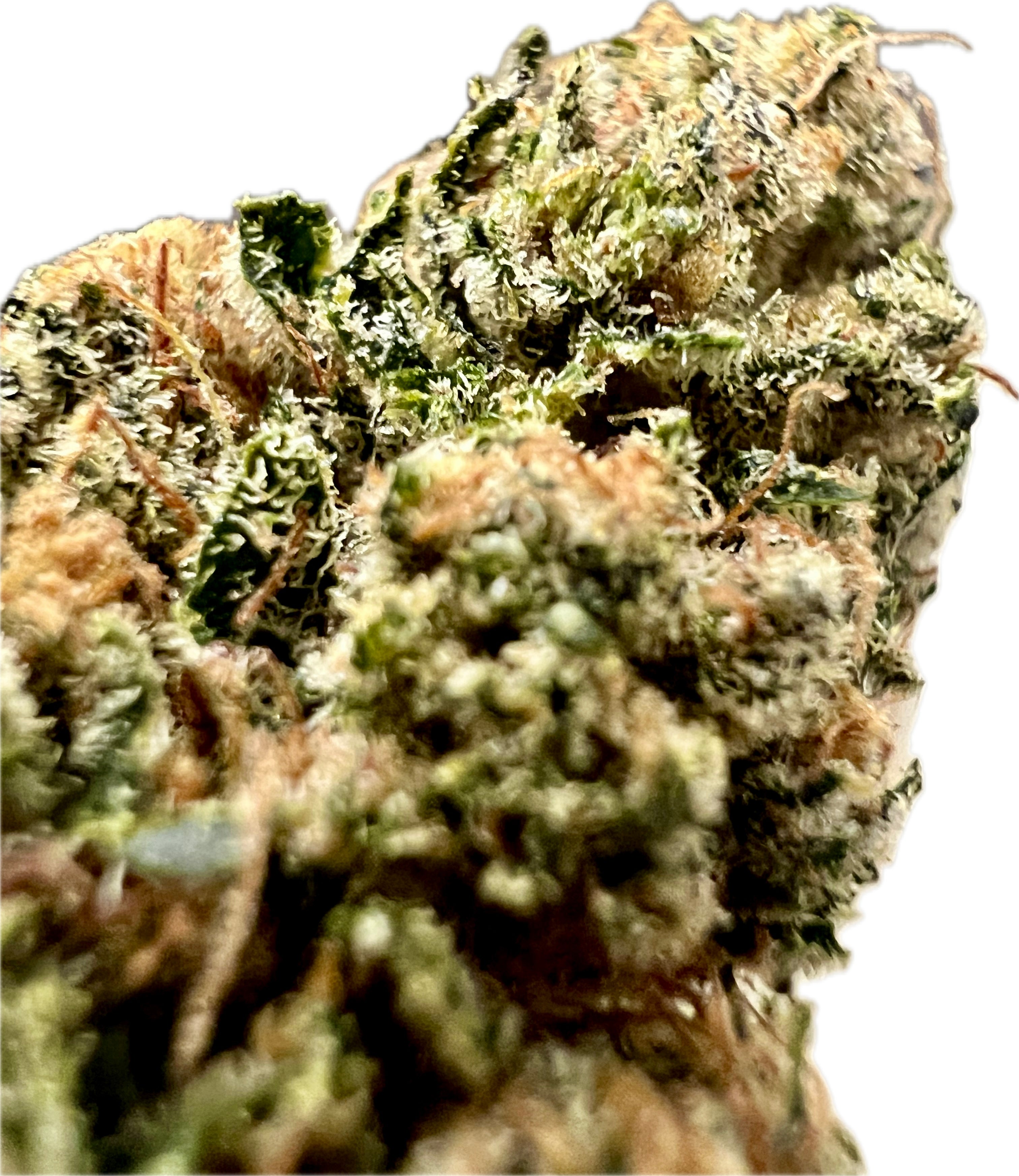 Ripkitty Indoor Big Apple Jack CBD Hemp Flowers