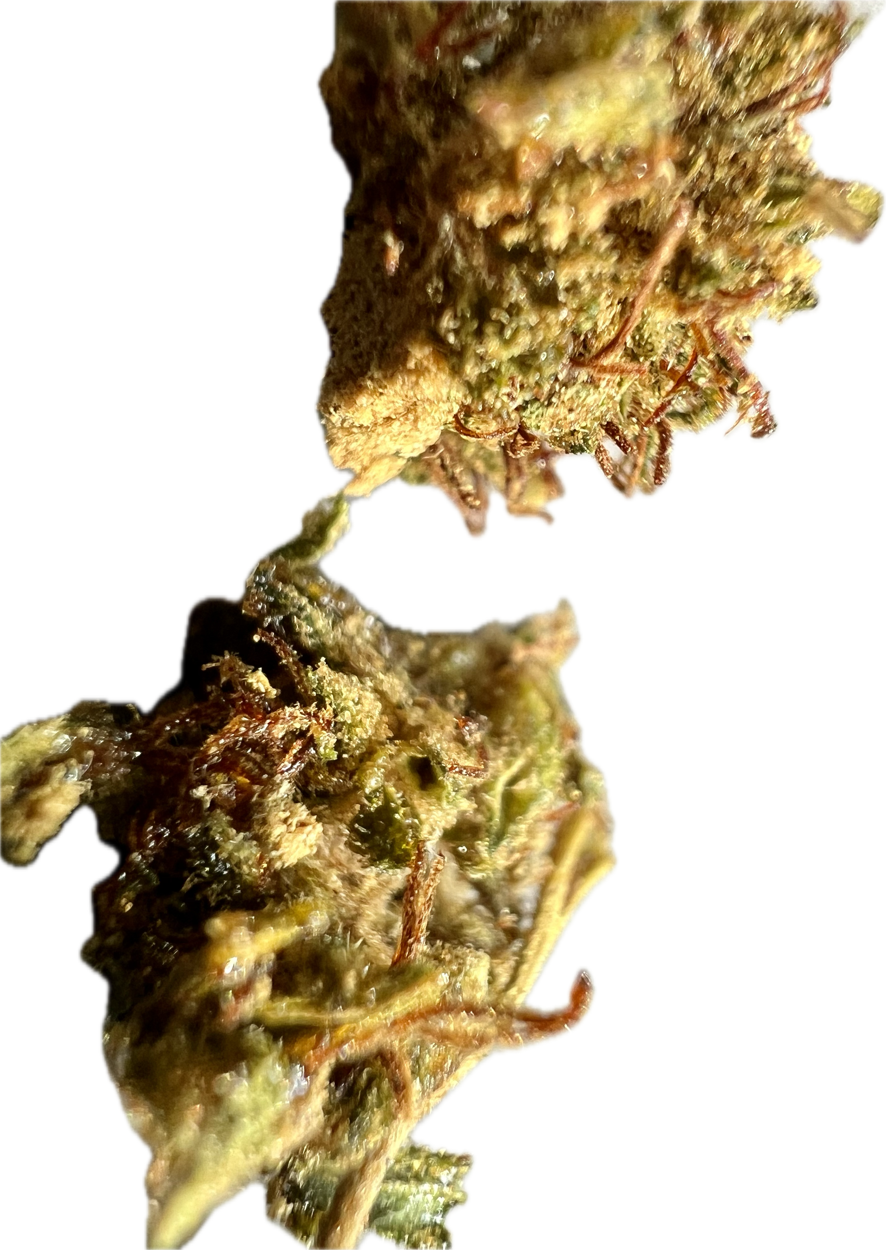 Ripkitty Super Sour Lifter HHC Hemp Flowers