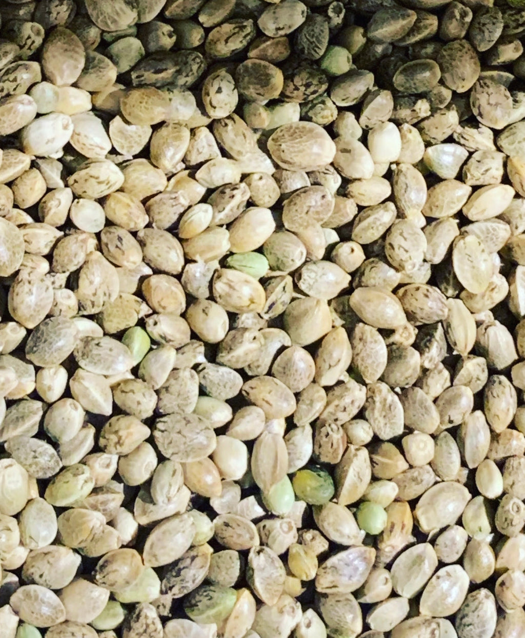 Ripkitty Premium Live Raw Viable Sprouts Organic Whole Hemp Seeds