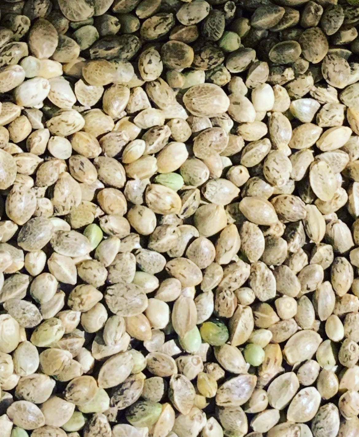 Ripkitty Premium Live Raw Viable Sprouts Organic Whole Hemp Seeds