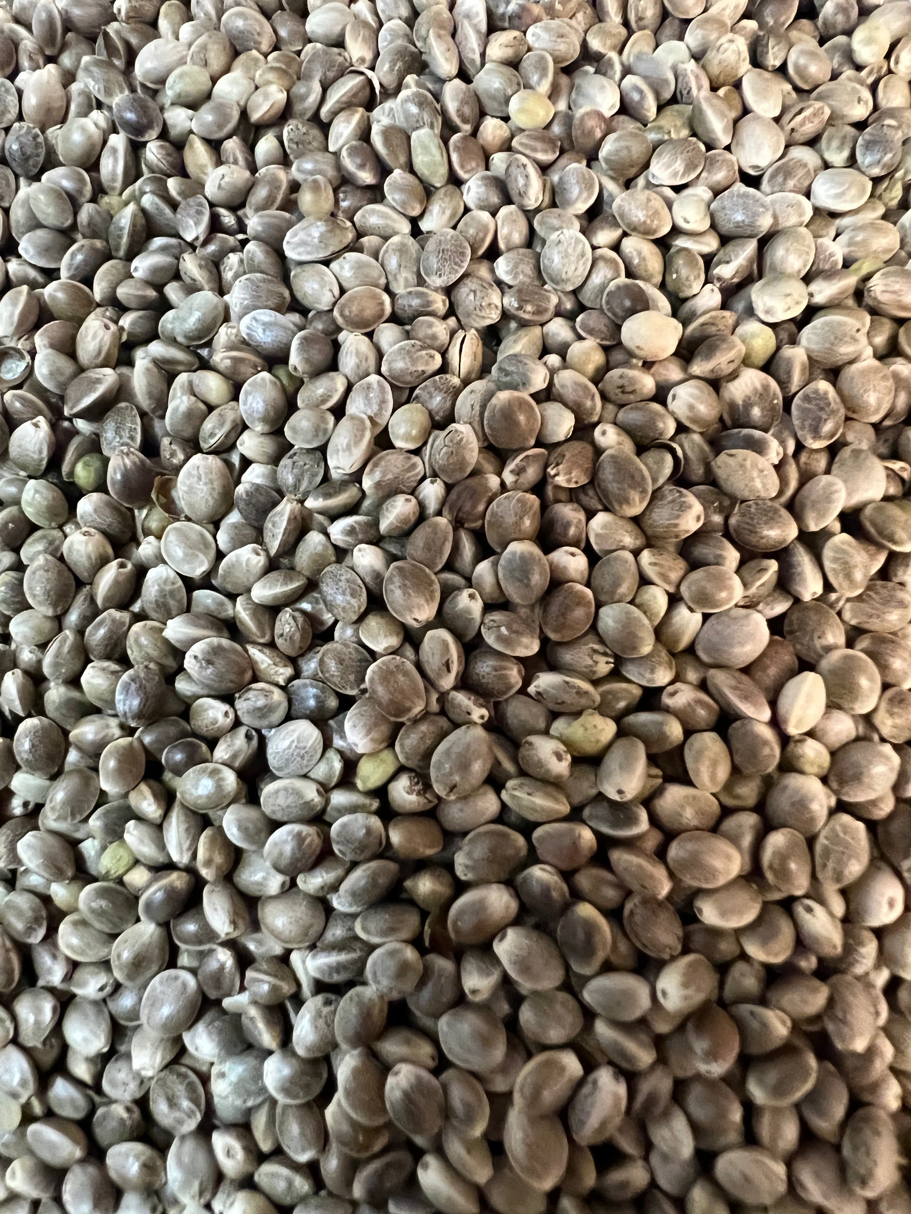 Ripkitty Premium Live Raw Viable Sprouts Organic Whole Hemp Seeds